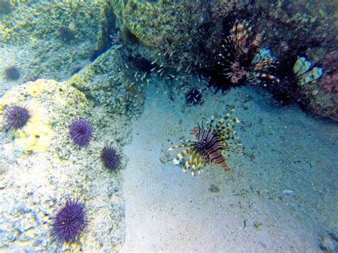 Poisson Tropical Stock Photos, Pictures & Royalty-Free Images - iStock