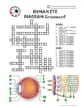 Eye Crossword with Diagram | Editable, Printable & Distance Learning ...
