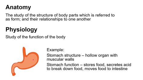 Image result for Complementarity of Structure and Function