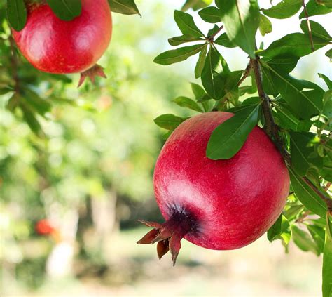pomegranates | Health Topics | NutritionFacts.org