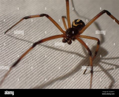 Western Black Widow (Latrodectus hesperus Stock Photo - Alamy