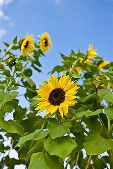 Sunflower Images by Sunflowers Planting History Gardening Varieties The Sunflower Images