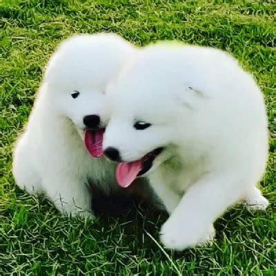 Samoyed price in India | Samoyed puppies for sale