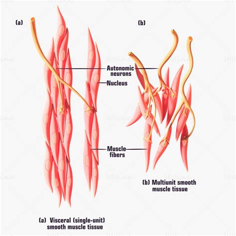 Image result for Smooth Muscle Function