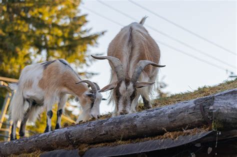 The Goats on the Roof - The Old Country Market