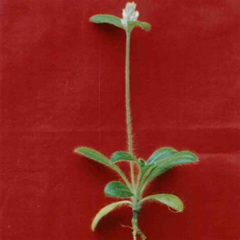 Weed Management :: Minor Millets