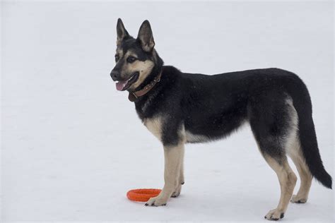 15 Unique Dog Breeds from Russia