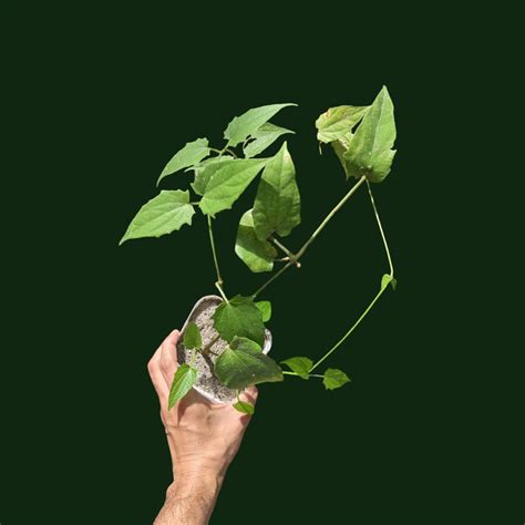 Thunbergia Grandiflora Alba (White Bengal Clock Vine) | Soiled