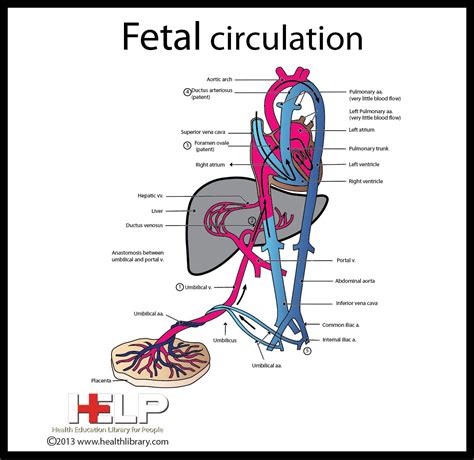 Fetal Circulation Diagram
