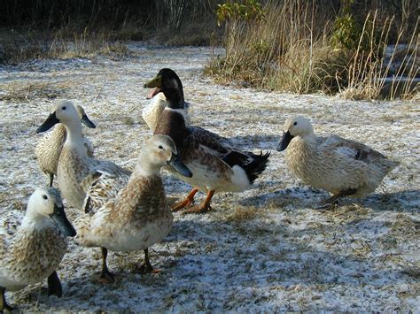 Duck Breeds | Welsh Harlequin ducks | Duck breeds, Welsh harlequin duck ...