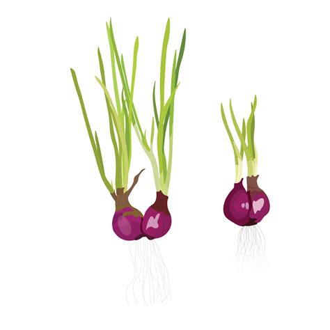 Shallot plant vector illustration. Shallot buld with root and leaf ...