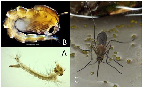 Mosquito-Borne Diseases Emergence/Resurgence and How to Effectively ...