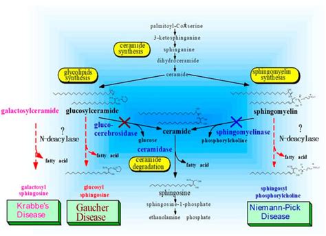 IJMS | Special Issue : Molecular Mechanisms of Skin Aging and Atopic ...