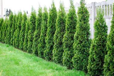 What Is the Best Fertilizer for Arborvitae? | Hunker