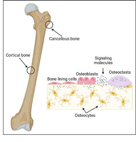 Image result for Bootstrap Bone Loading