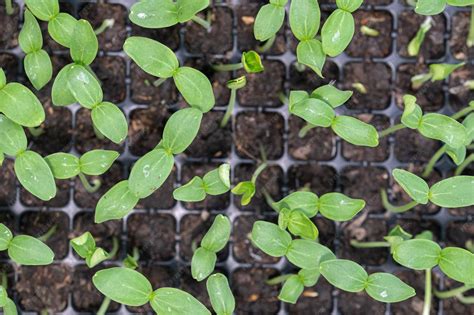 Premium Photo | Cultivate vegetables and fruits in planting trays growing