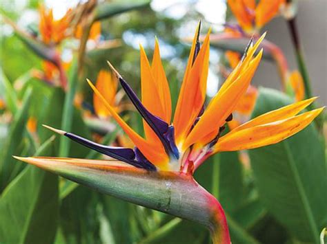 Conservatory plants: plants that love the shelter and warmth of a conservatory - Gardens Illustrated