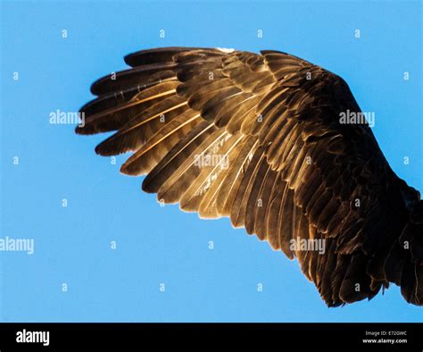 Close-up of Osprey wing & feathers, Pandion haliaetus, sea hawk, fish ...
