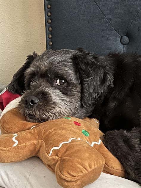 Black Schnauzer Poodle Mix