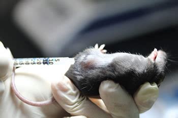 Image result for Mouse Intramuscular Injection