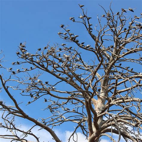 Holy Mother Tree of Mongolia, Sukhbaatar - Tripadvisor