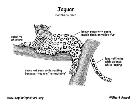 Jaguar - Worksheets Library