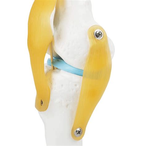 Buy SHYEKYO Knee Joint Anatomy Model, Knee Joint Model Study Scientific ...