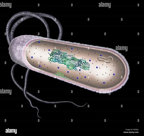 Prokaryotic Cell High Resolution Stock Photography and Images - Alamy