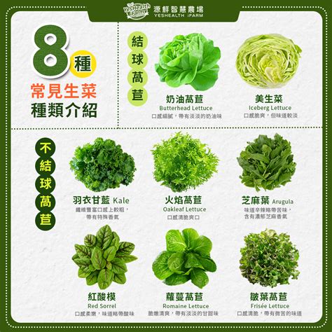 生菜沙拉愛好者必收!零失敗5道食譜做法，詳解生菜種類與好處! :: Blog