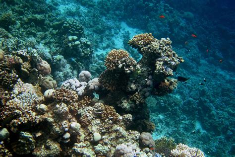 Deep Learning Using Python 的图像结果