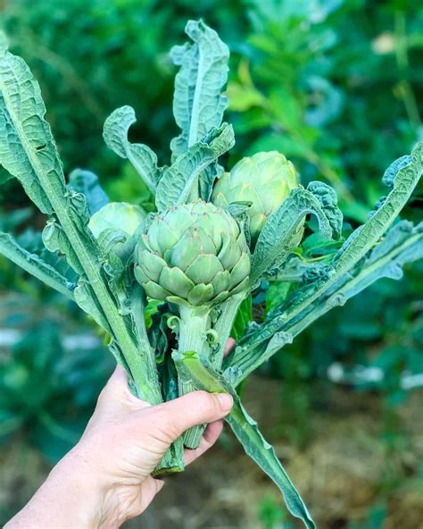 How to Grow an Artichoke Plant: Edible and Beautiful