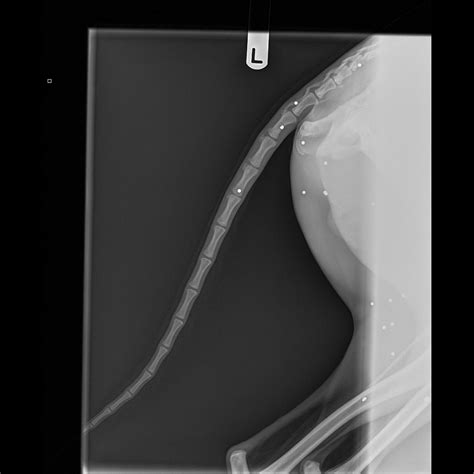 Dog left riddled with 60 pellet gun wounds after being shot by ...