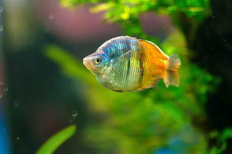 Image result for Rare Colorful Fish
