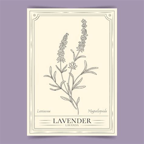Hand drawn lavender outline illustration | Free Vector