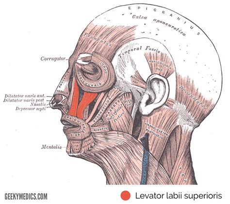 Muscles of Facial Expression | Anatomy | Geeky Medics
