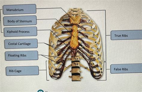 Labeled Thoracic Cage