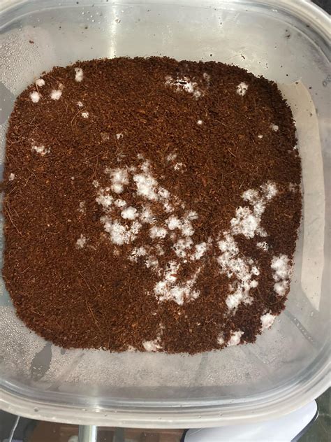 Contam? S2B five days ago first ever grow : r/ContamFam