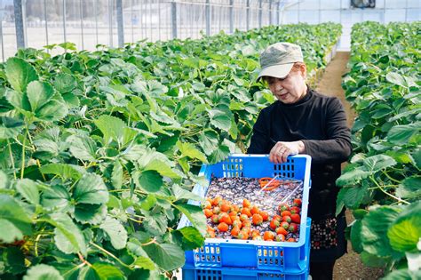 Agriculture In Japan at Stanley Musso blog