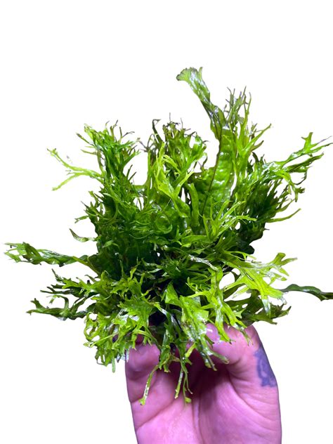 Image result for Java Fern Windelov Care