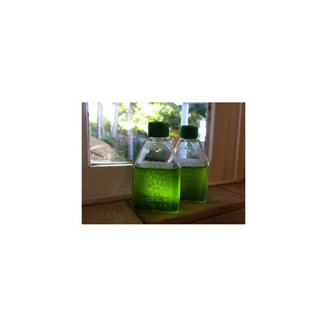 Buy Algae Research Supply Algae Culture-Nannochloropsis, Perfect for ...