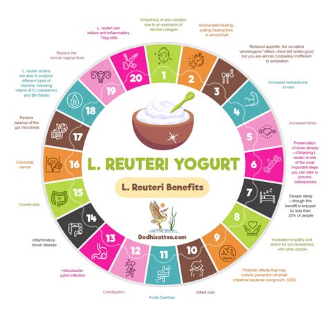 L Reuteri Yogurt Benefits: The Probiotic Powerhouse Guide
