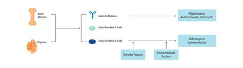 Autoimmunity 的图像结果