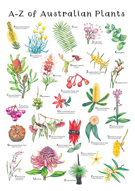Australian Native Plants With Names at Paul Pineda blog