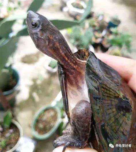 中国允许养哪些半水龟 - 鱼百科
