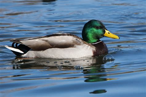 Mallard Duck Nesting