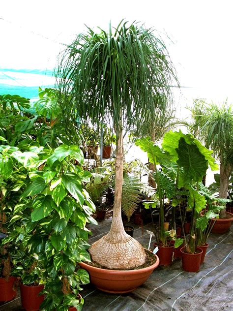 Ponytail Palm Plant Container Ponytail Palm | Beaucarnea Recurvata In