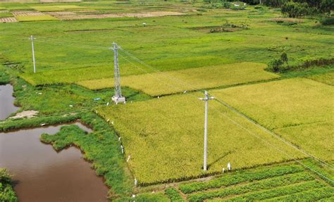 农民日报：电线杆建在农田里，问题究竟出在哪儿？|农民_新浪新闻