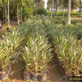 Best Nursery In Kadiyam -Sri Satyanarayana Nursery