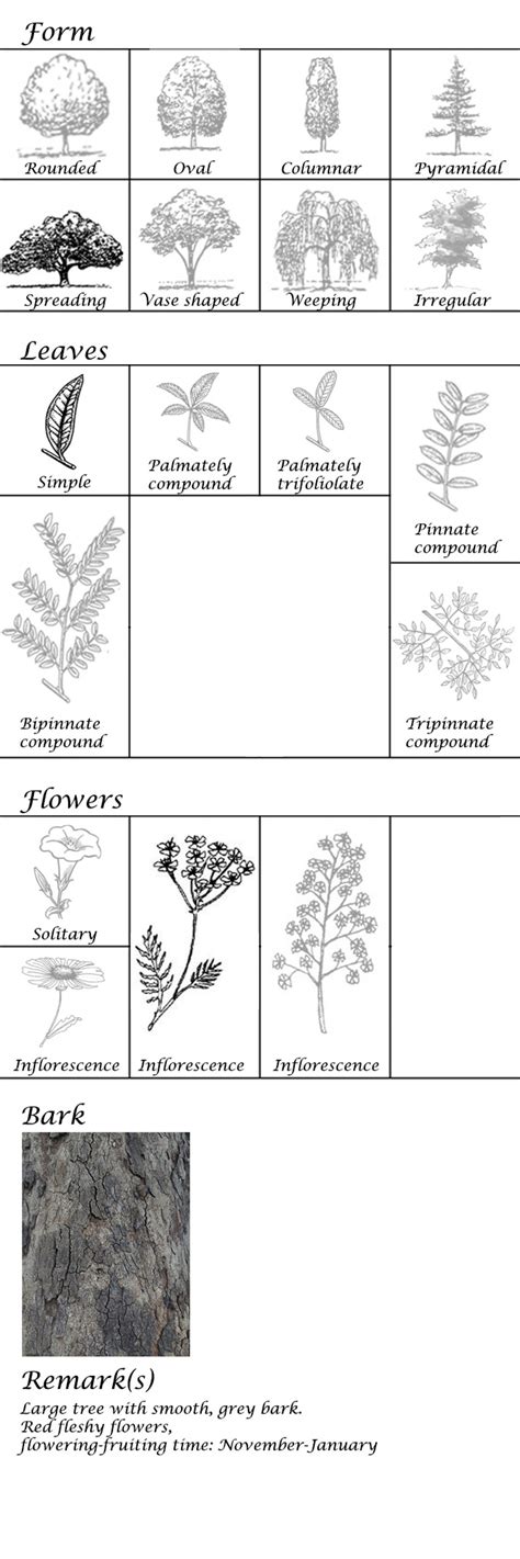study of plants | CEPT - Portfolio