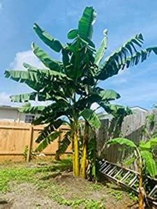 Kapebonavista Musa Chini Champa banana live plant Seed Price in India ...